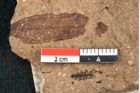 Foto (Detailansicht) von Sequoia hardtii Endl. (NHMW-GEO-2024-0188-8232)